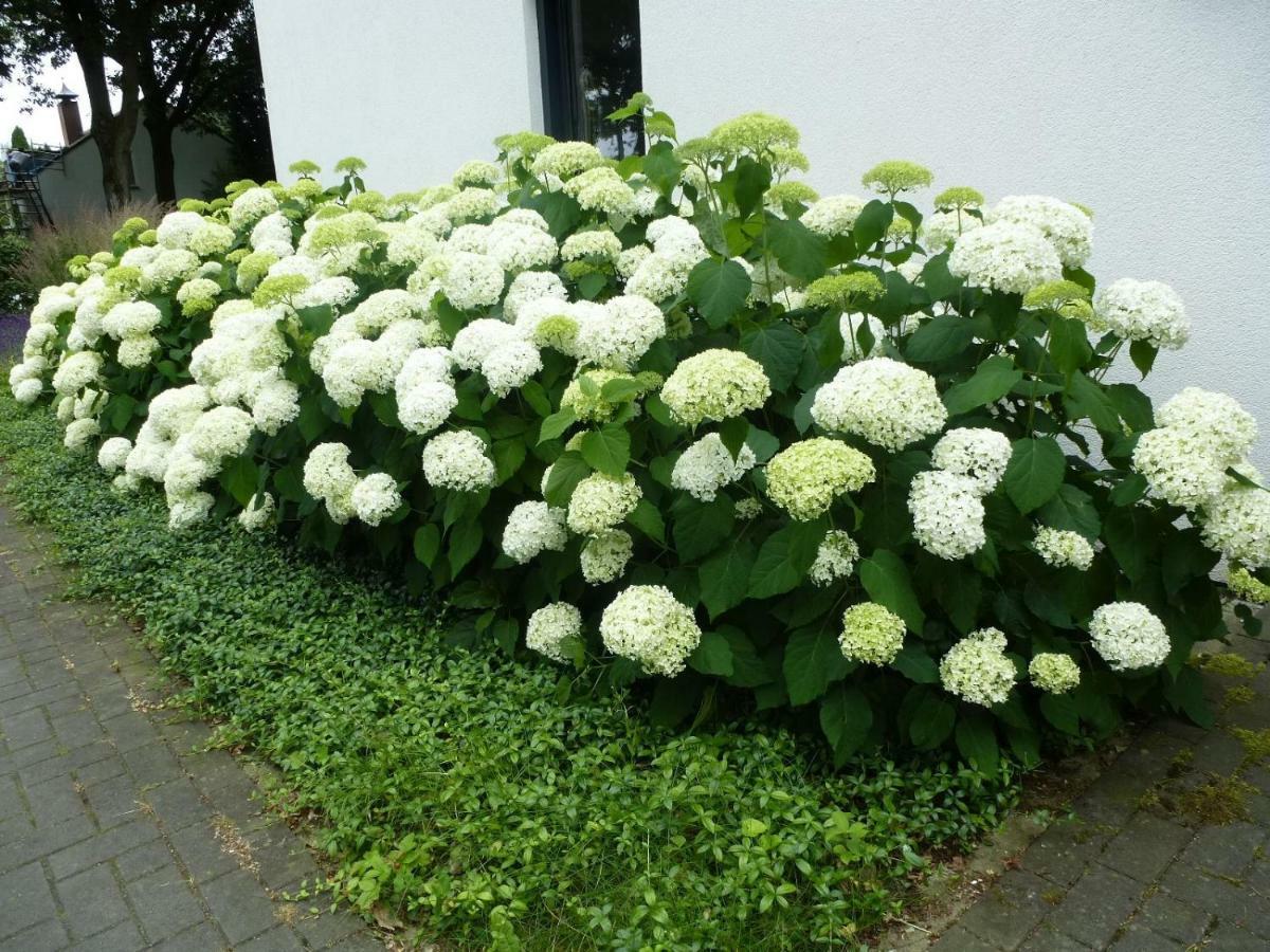Avellano Bed and Breakfast Helmond Eksteriør billede